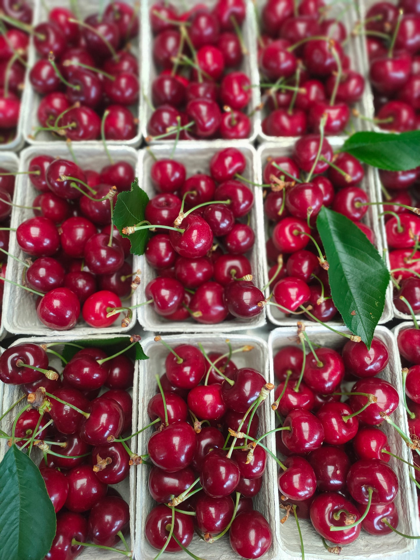 Cherries