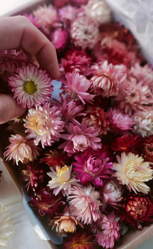 Strawflower Dried Flowers and Buds