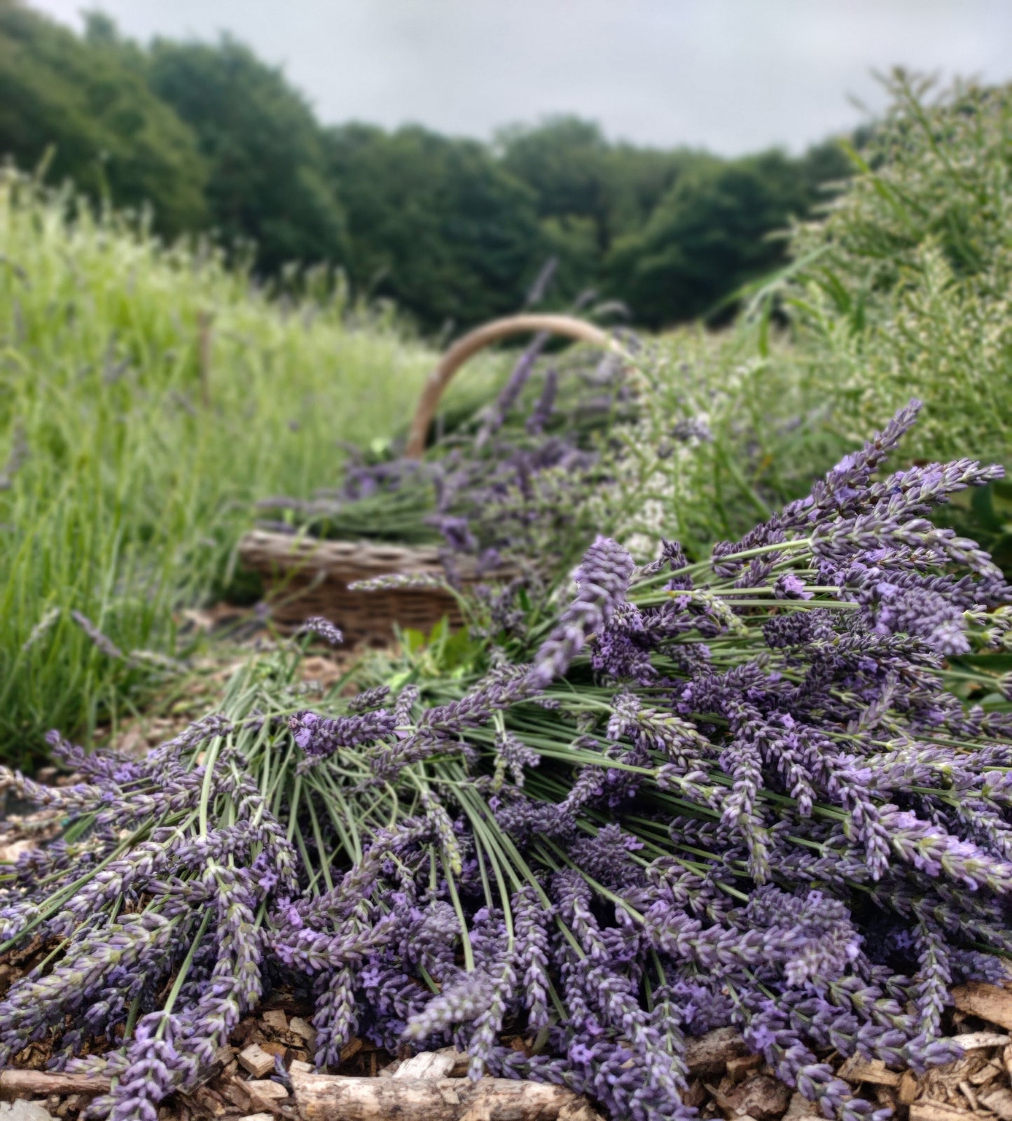 Bunch of flower - Lavender Sea Spray