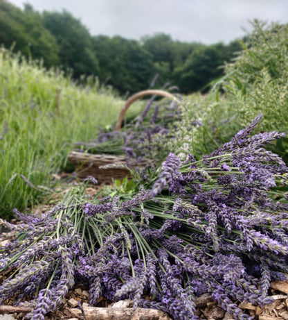 Bunch of flower - Lavender Sea Spray