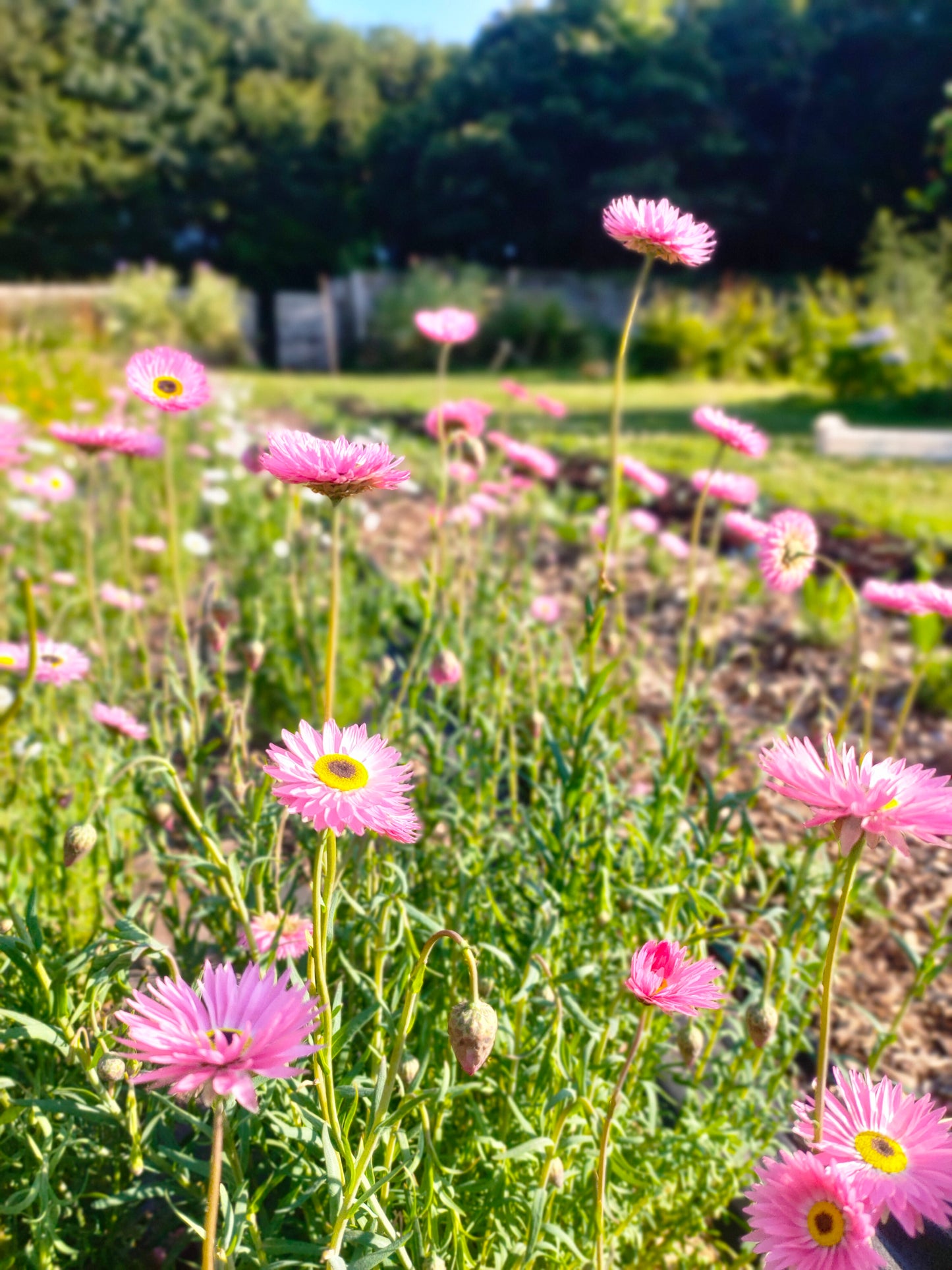 Pearly Pink Dried Flower Bouquet
