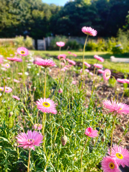 Pearly Pink Dried Flower Bouquet