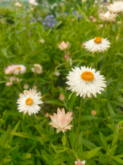 Bunch of flowers - Seashell
