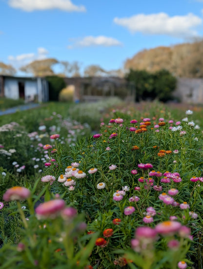 Bunch of flowers - Pink Petals