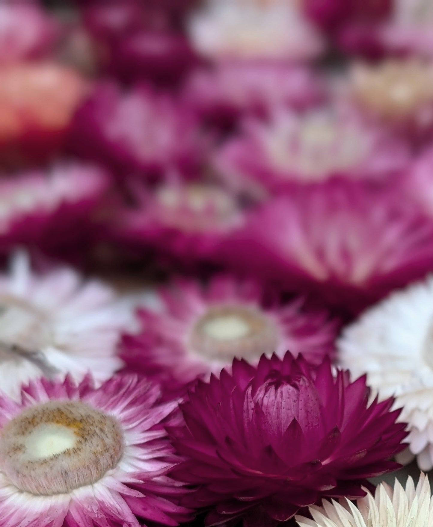 Flower Garlands Pretty Pinks