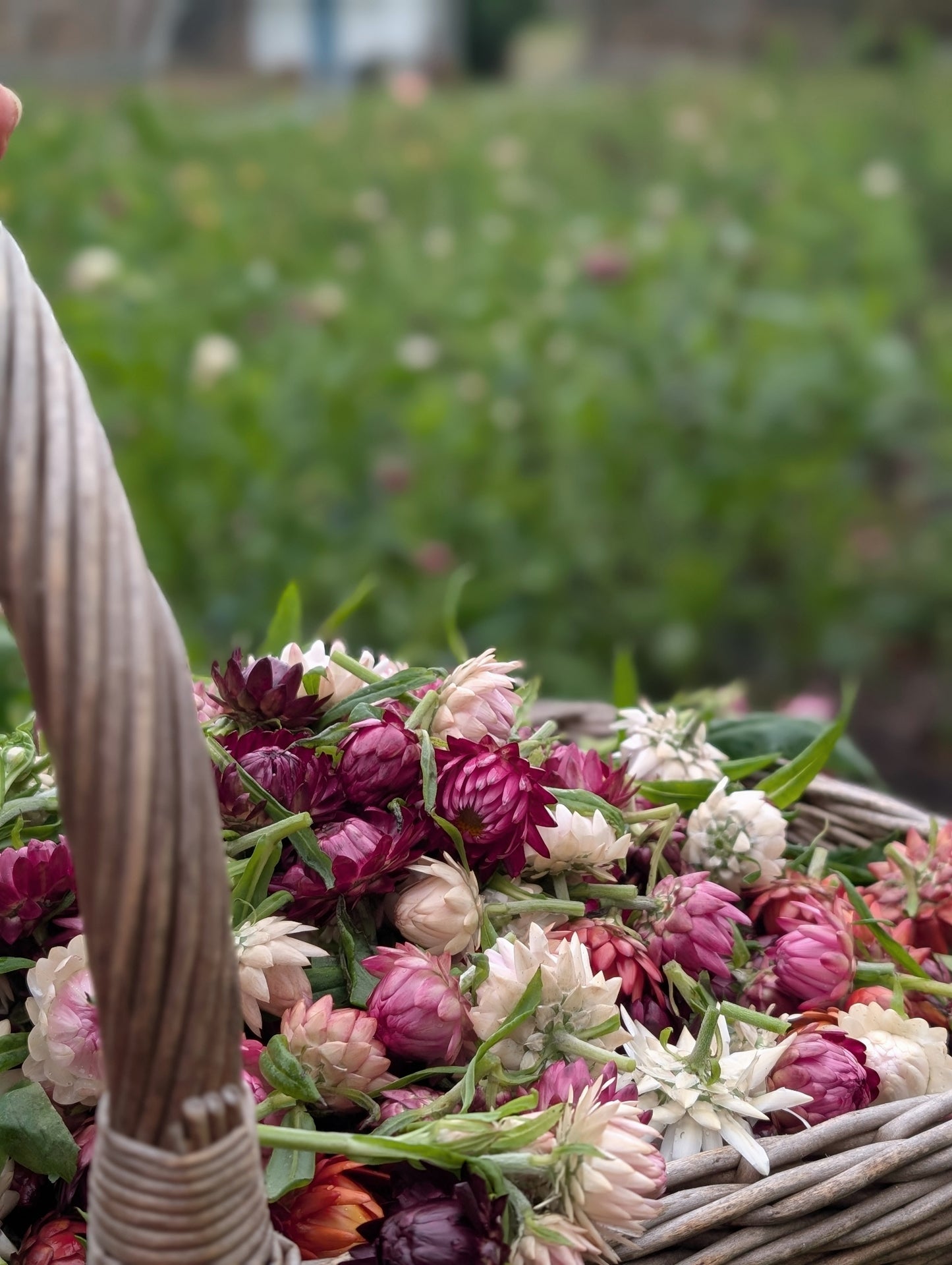 Festive flower bud Garland