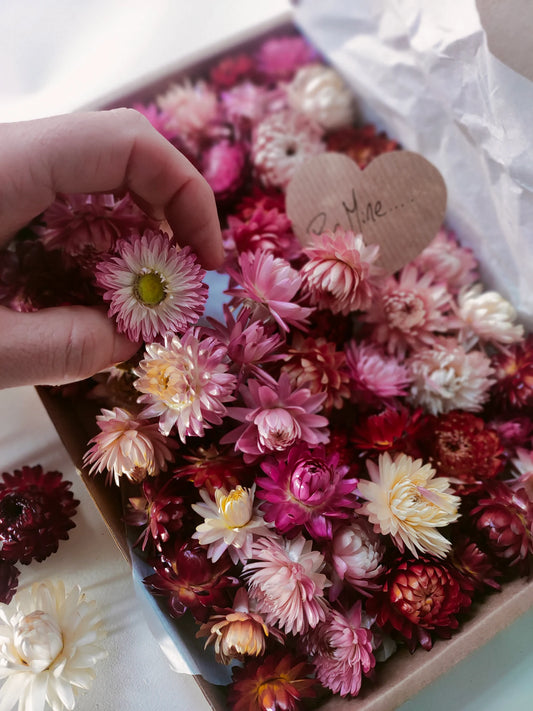 Box of pink dried flower heads